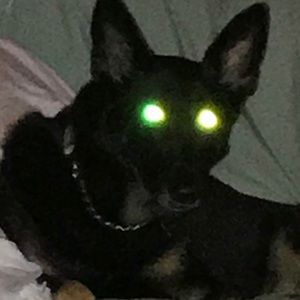 Meet your Posher, Tara